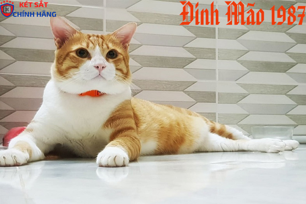 Lưu ý hướng đặt két sắt tuổi đinh mão 1987 tránh hao tài 